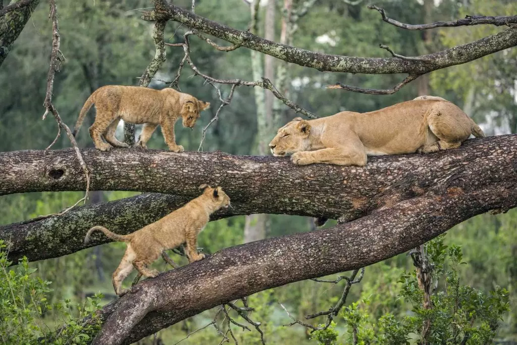 lake manyara lions on top of the tree